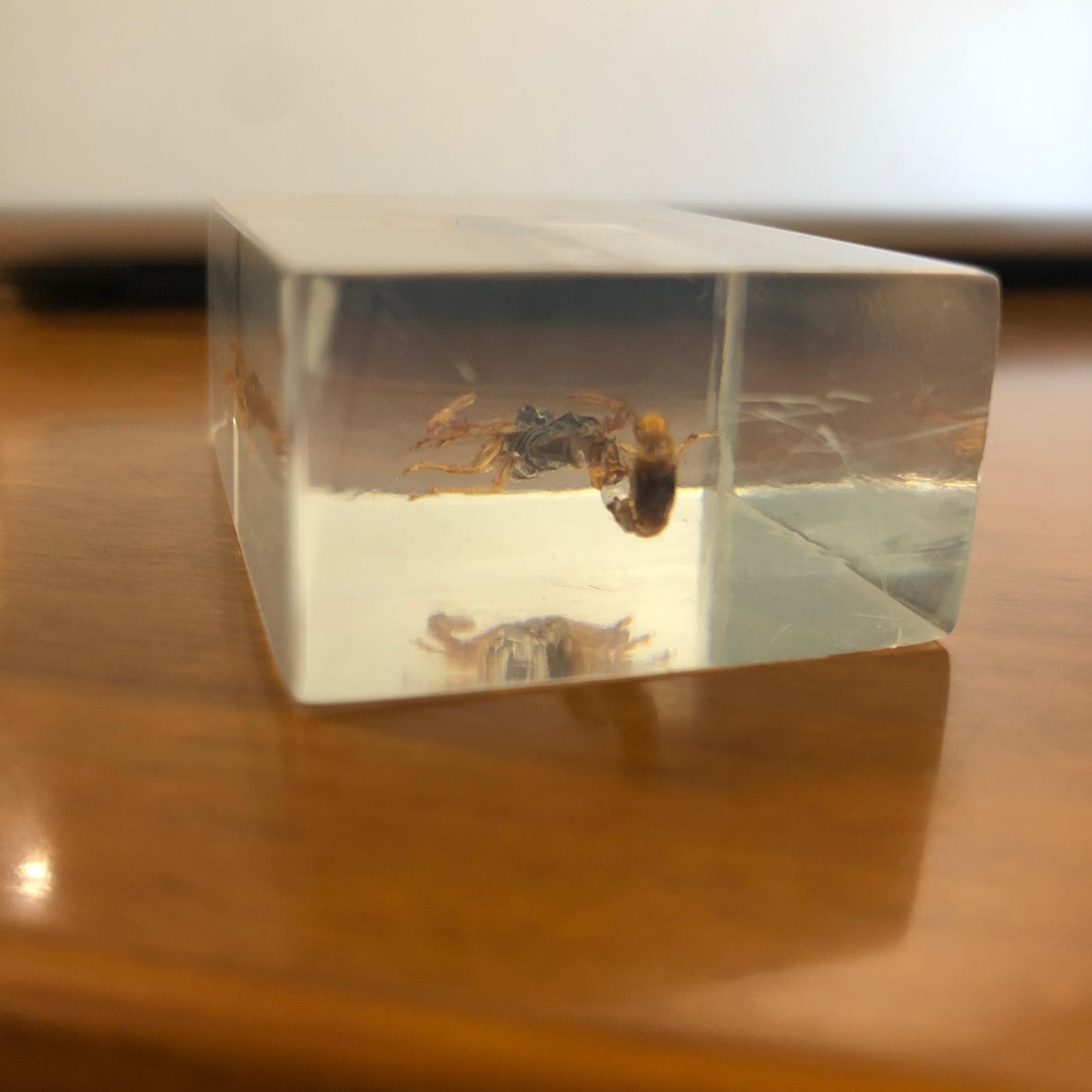 Insetti in plexiglass - immagine 2
