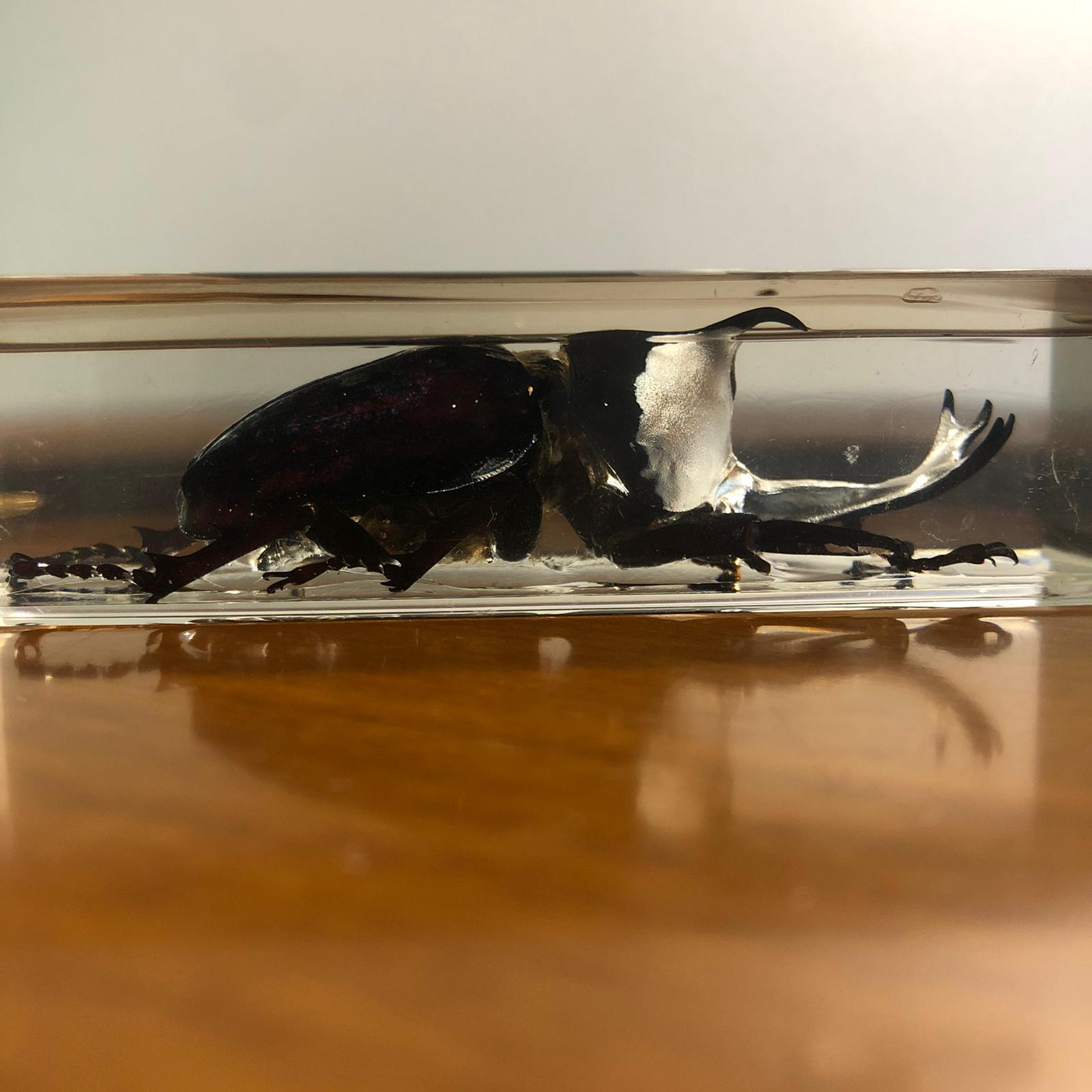 Insetti in plexiglass - immagine 9