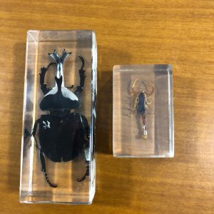 Insetti in plexiglass