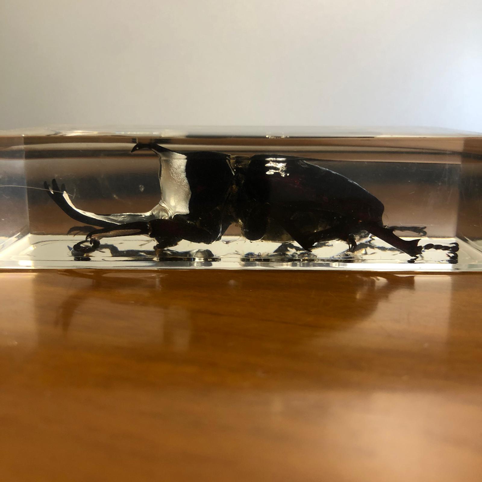 Insetti in plexiglass - immagine 7