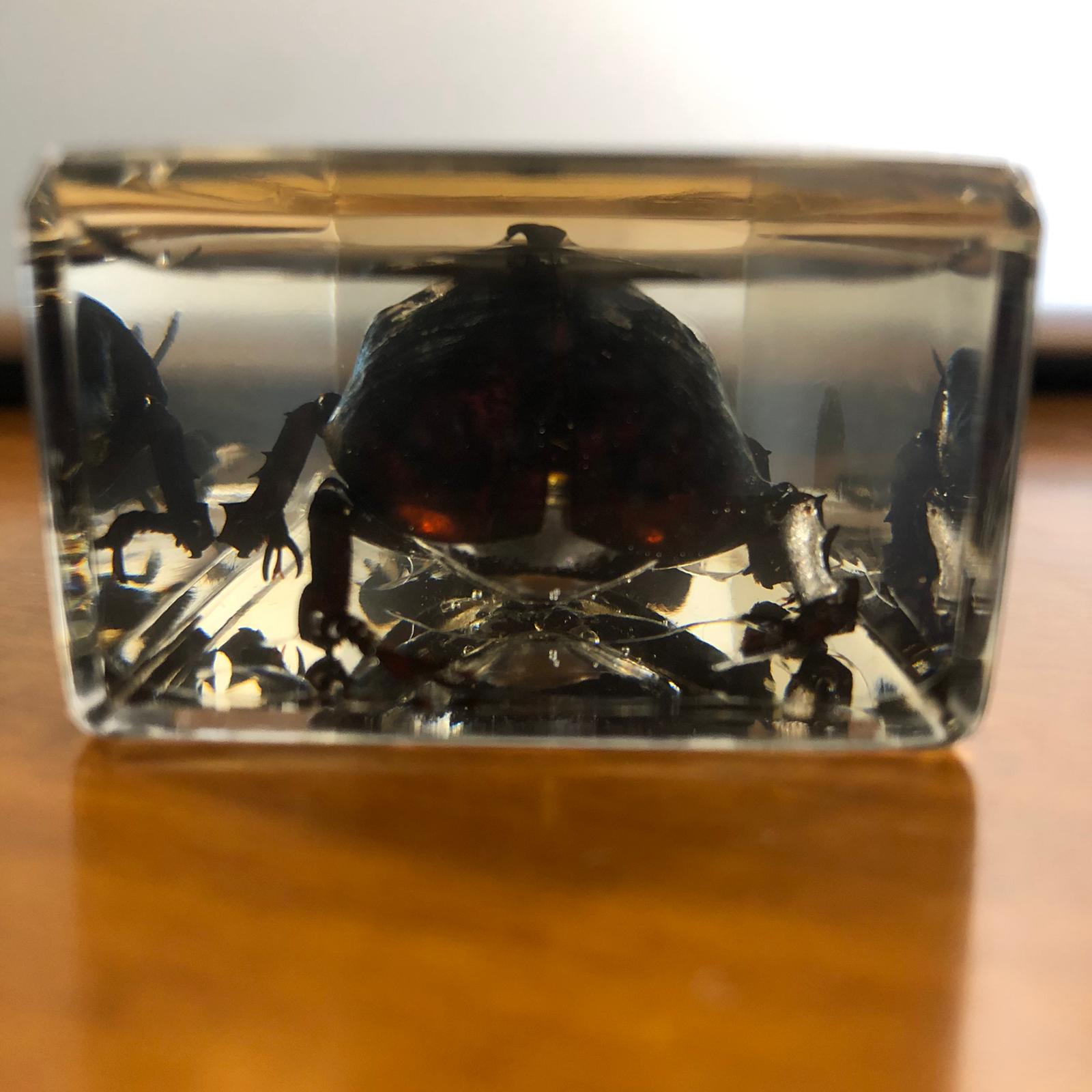 Insetti in plexiglass - immagine 6