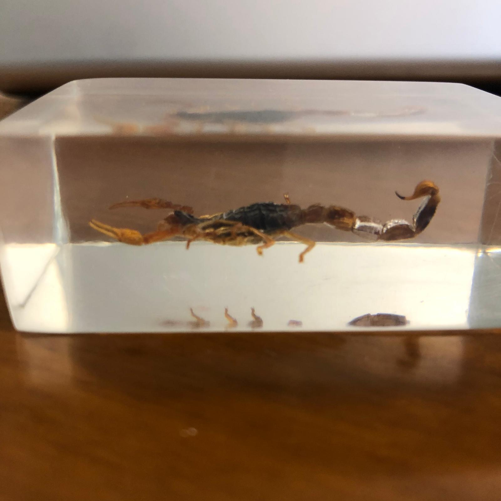 Insetti in plexiglass - immagine 5