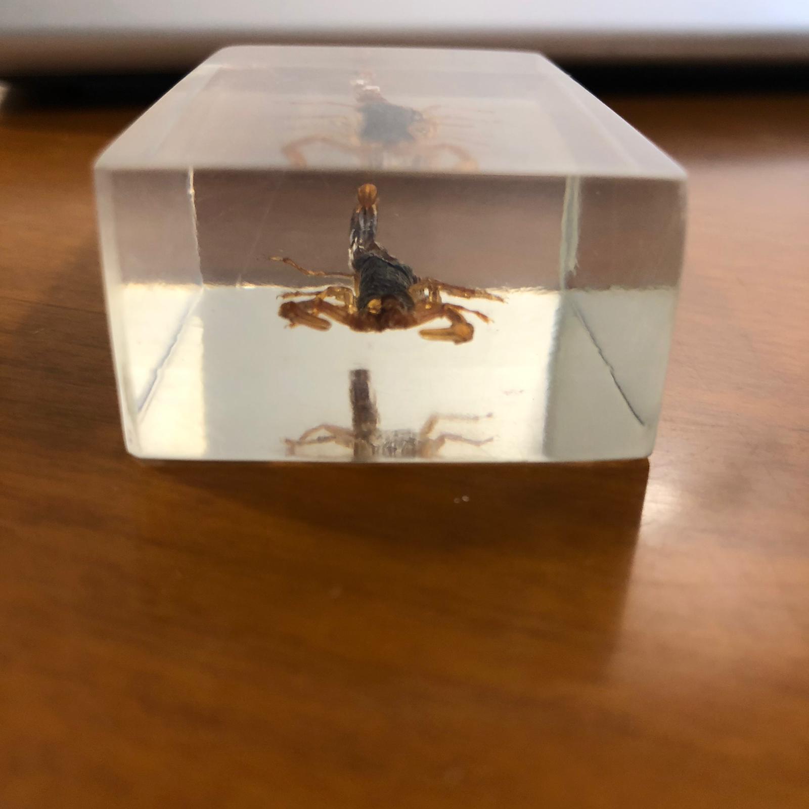 Insetti in plexiglass - immagine 4