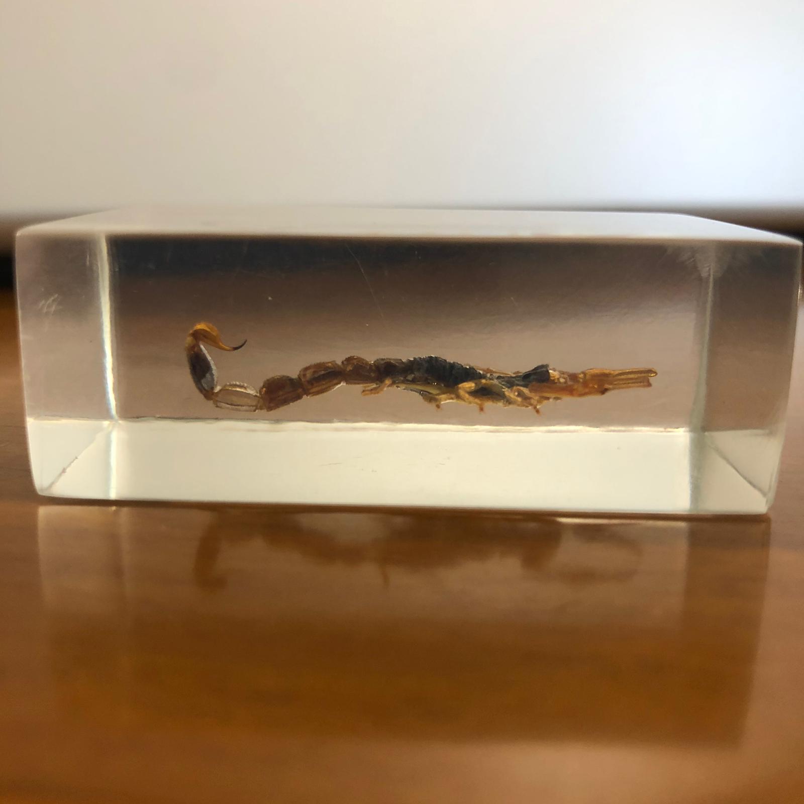 Insetti in plexiglass - immagine 3